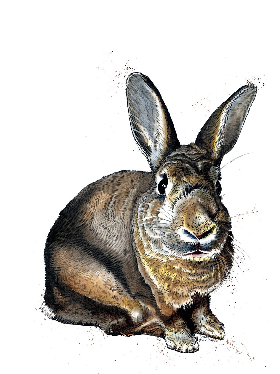 Beyaz Üzerine Tavşan Meg, 2019 by Mike Davis
