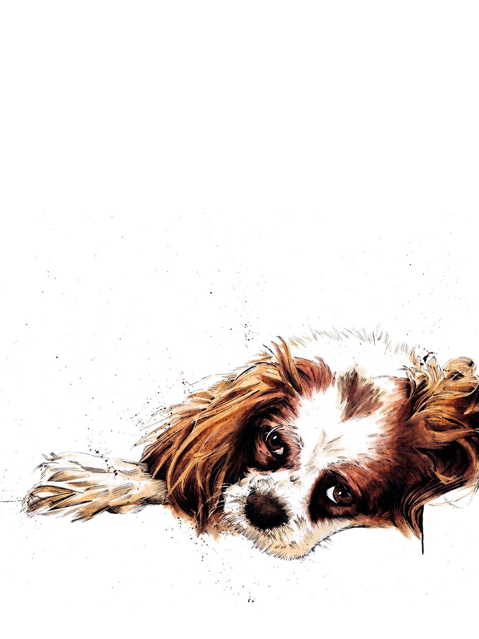 Beyaz Üzerine Meg The Spaniel, 2020 by Mike Davis