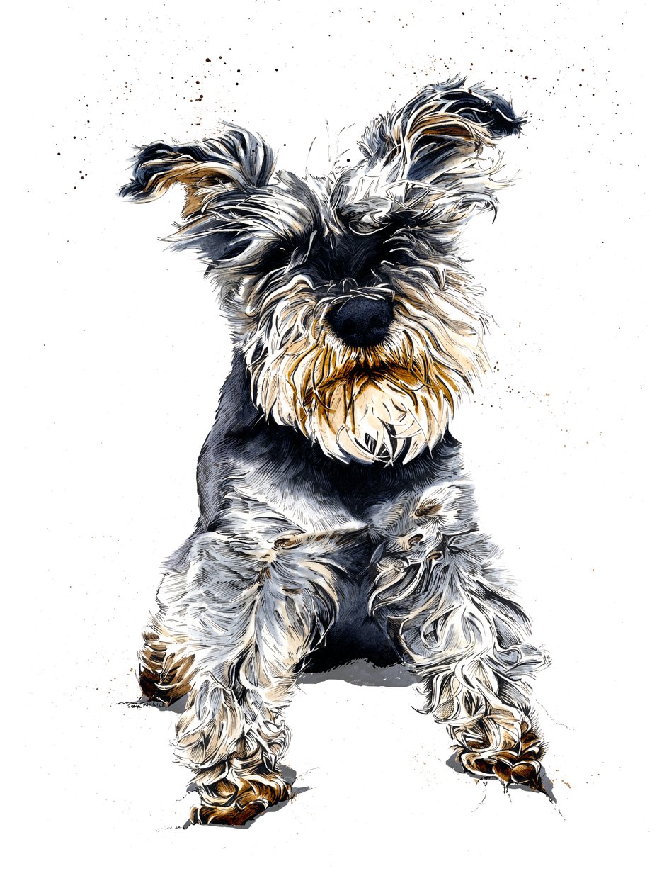 Ollie The Schnauzer Beyaz Üzerine, 2019 by Mike Davis
