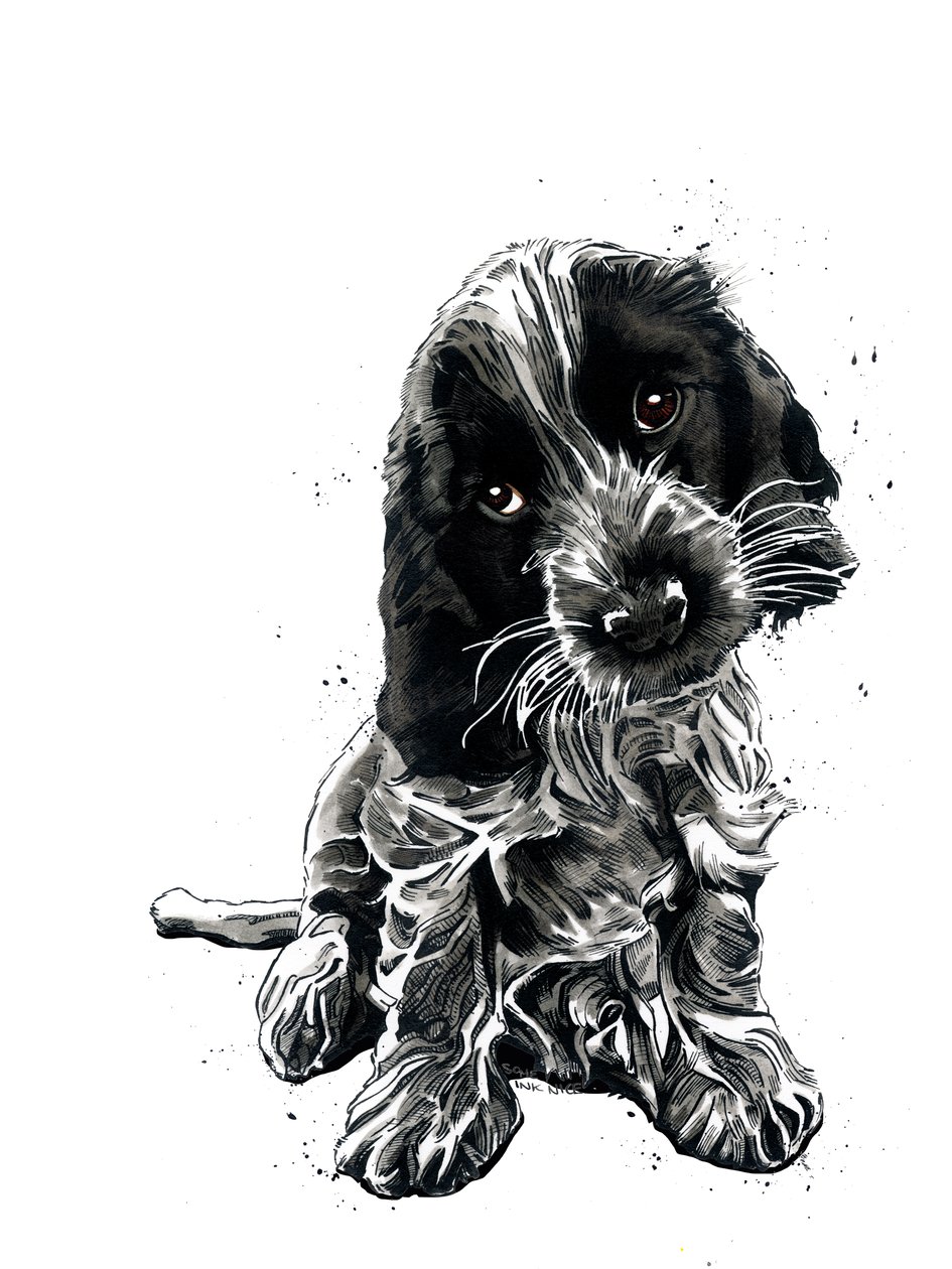 Beyaz üzerine Rosie Cocker Spaniel, 2019 by Mike Davis
