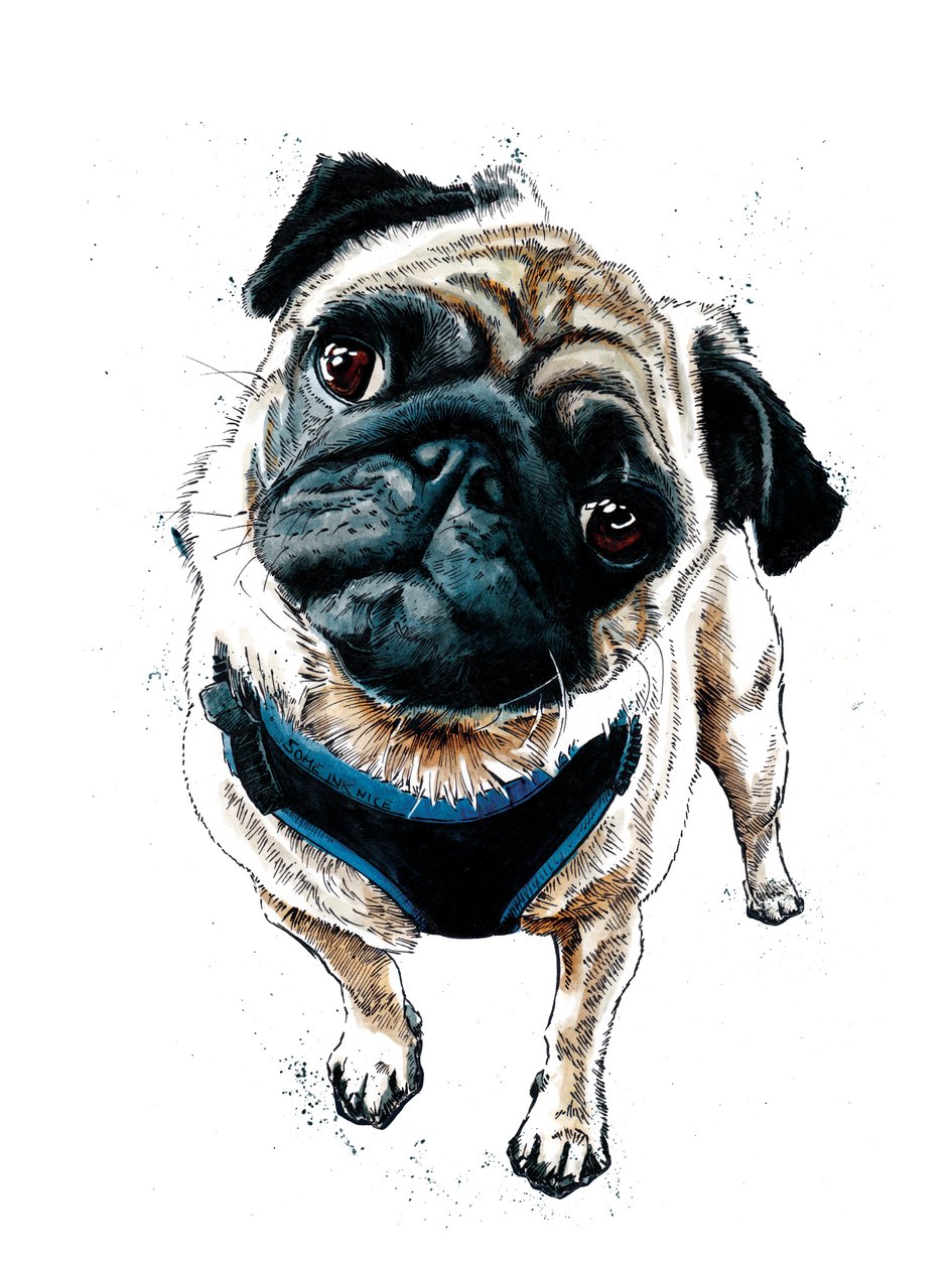 Beyaz Üzerine Pug Teddy, 2019 by Mike Davis