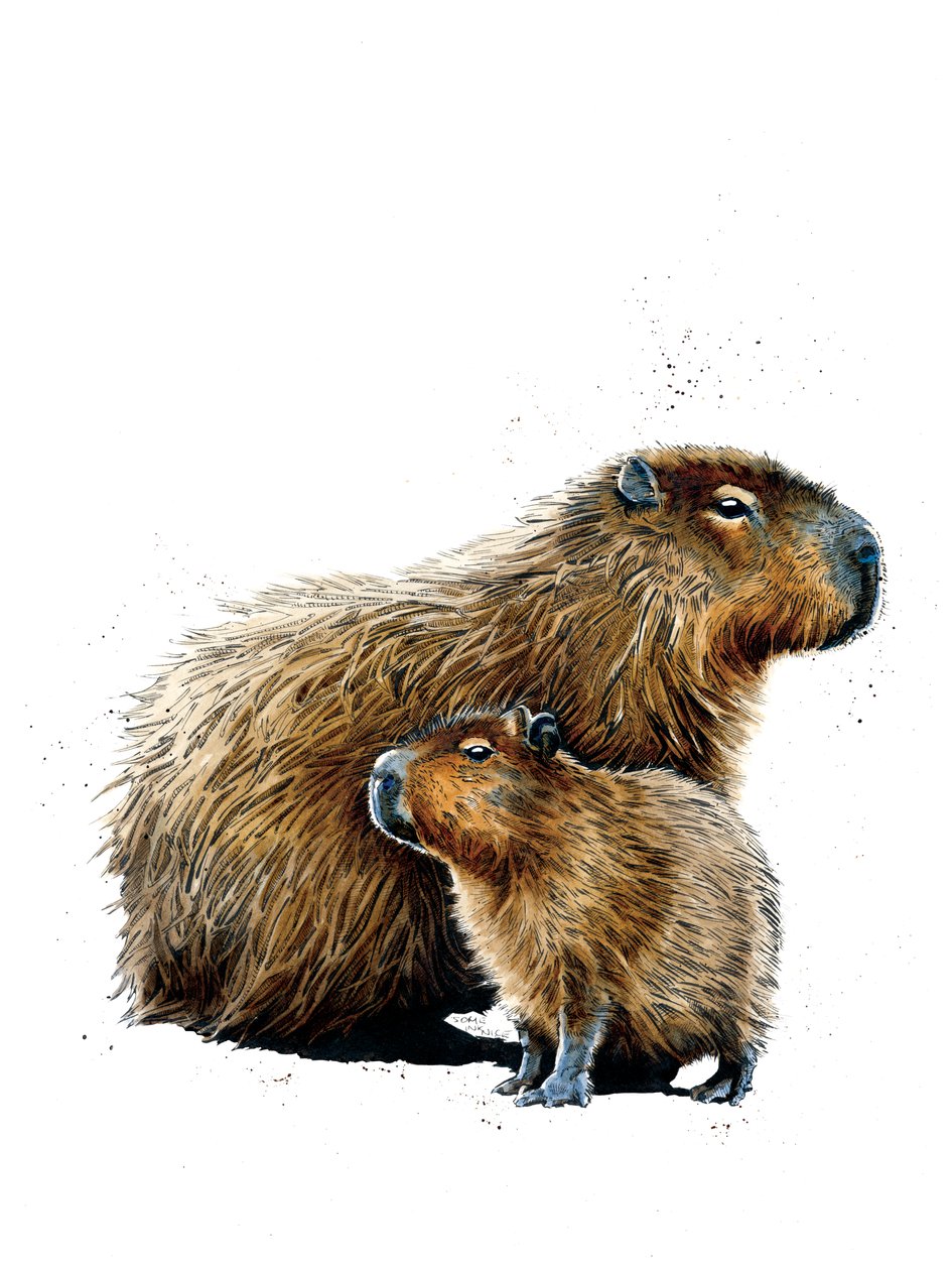 Beyaz Üzerine Kapibaralar, 2019 by Mike Davis
