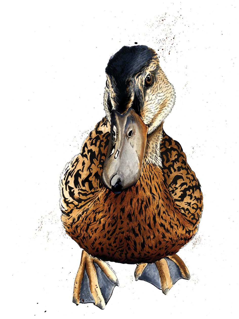 Beyaz Ördek, 2019 by Mike Davis