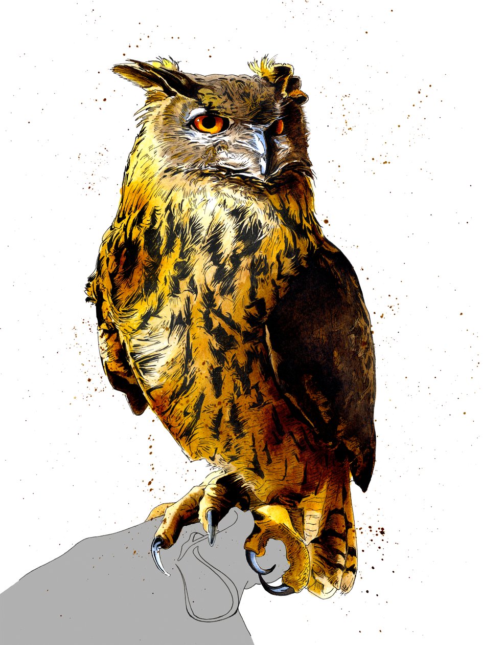 Beyaz Üzerine Kartal Baykuşu, 2019 by Mike Davis