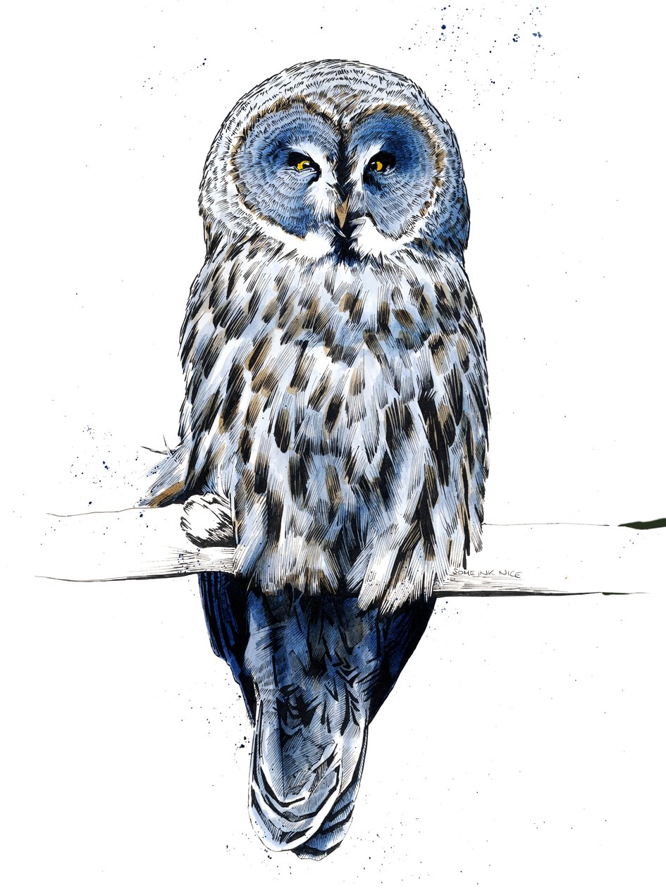 Beyaz Üzerine Büyük Gri Baykuş, 2019 by Mike Davis