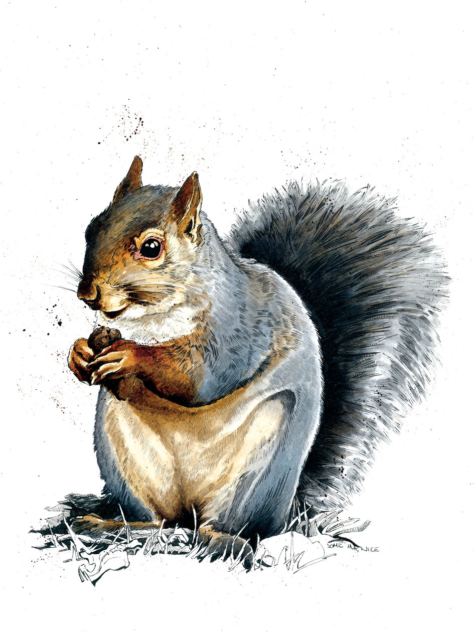 Beyaz Üzerine Gri Sincap, 2019 by Mike Davis