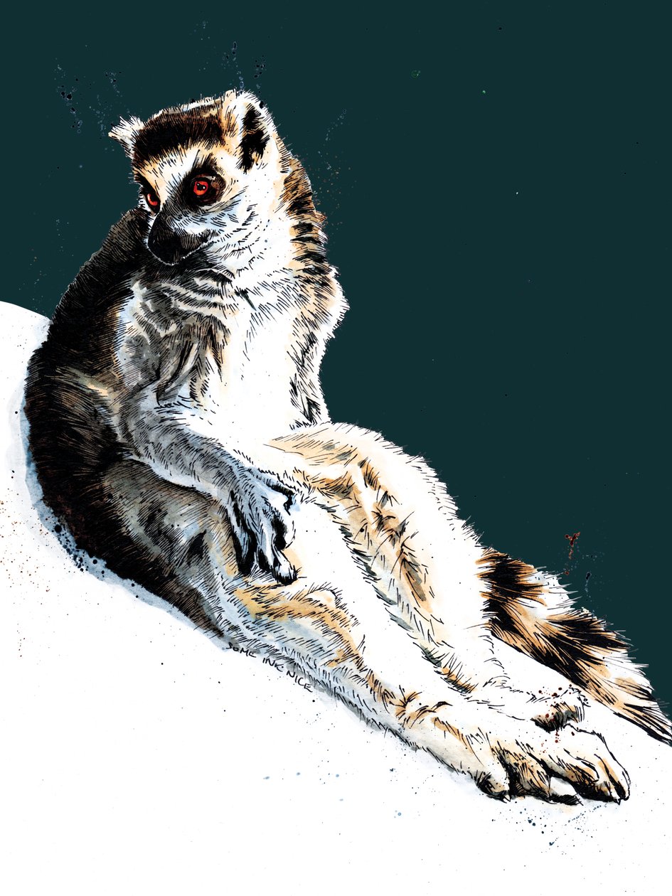 Midnight Blue'daki Tembel Lemur, 2020 by Mike Davis