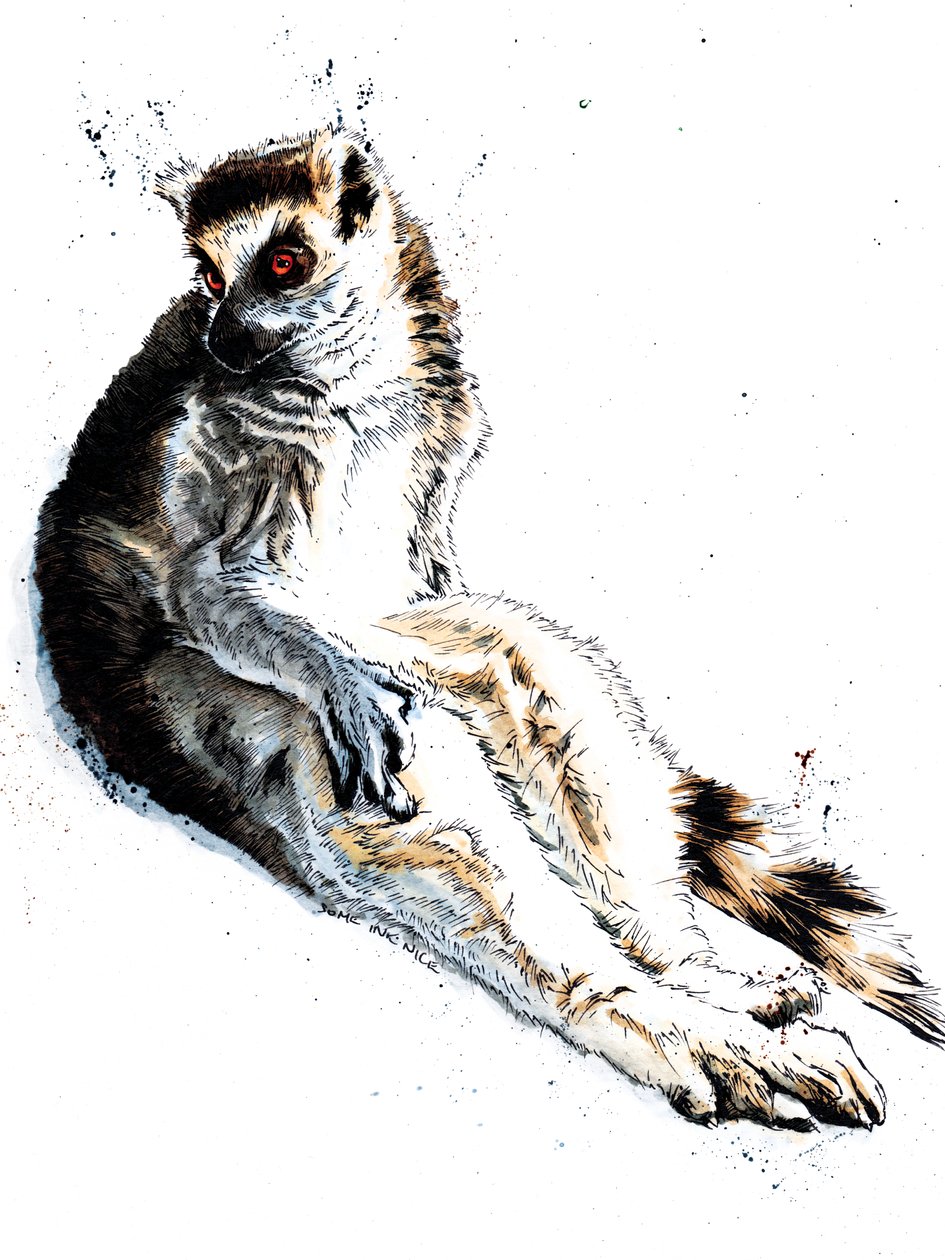 Beyaz Üzerine Tembel Lemur, 2020 by Mike Davis