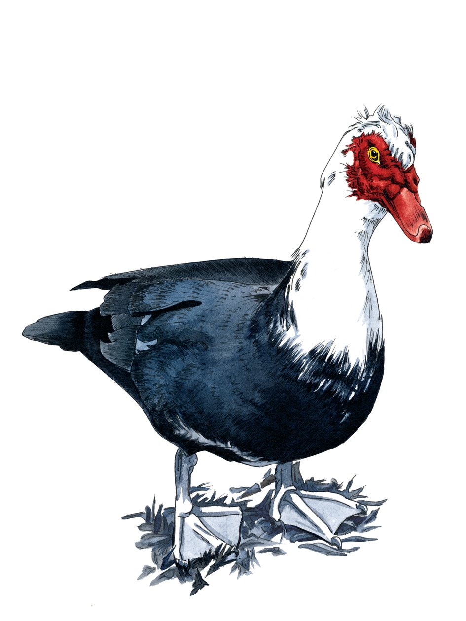 Beyaz Üzerine Misk Ördeği, 2020 by Mike Davis