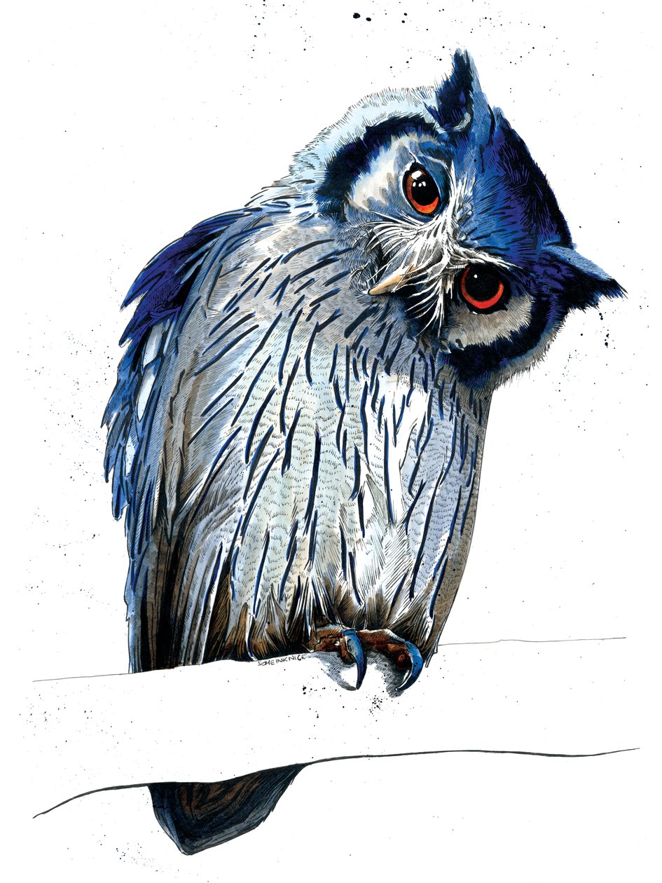 Beyaz Üzerine Beyaz Yüzlü Kuzey Baykuşu, 2019 by Mike Davis