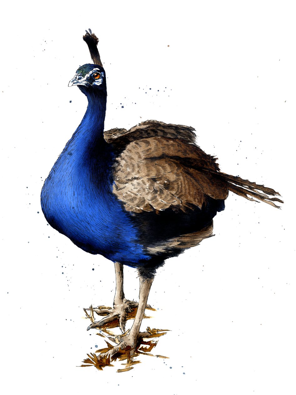 Beyaz Üzerine Tavus Kuşu, 2019 by Mike Davis
