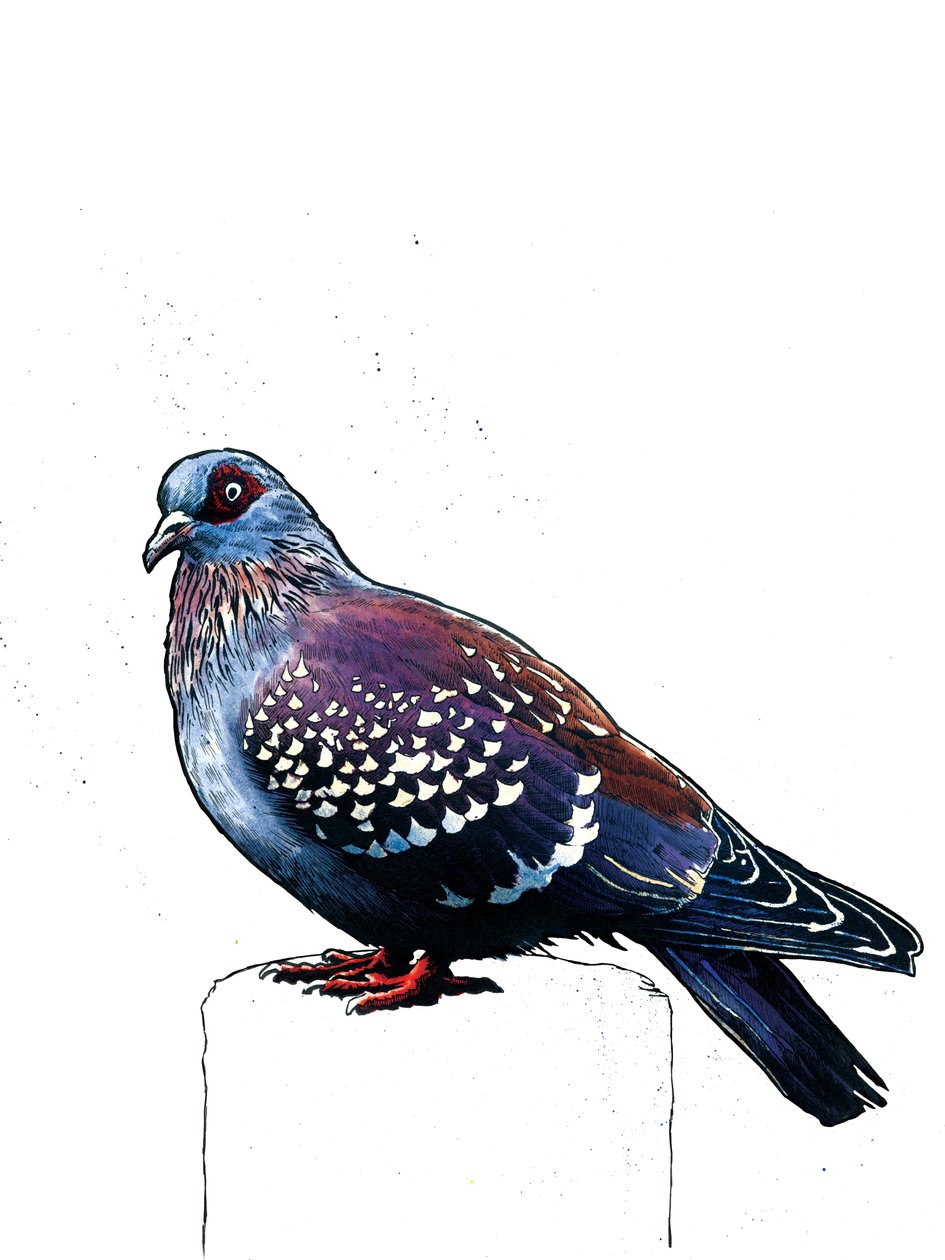 Beyaz Üzerine Güvercin, 2019 by Mike Davis
