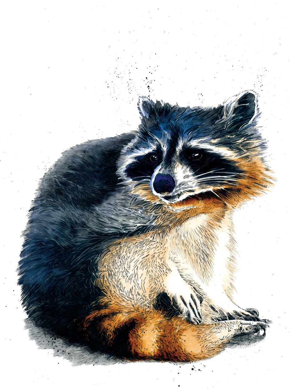 Beyaz Üzerine Rakun, 2020 by Mike Davis