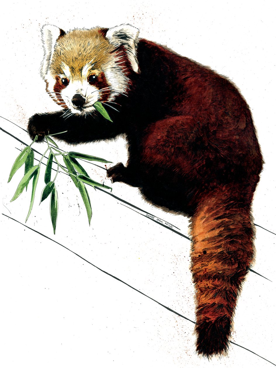 Beyaz Üzerine Kırmızı Panda, 2020 by Mike Davis