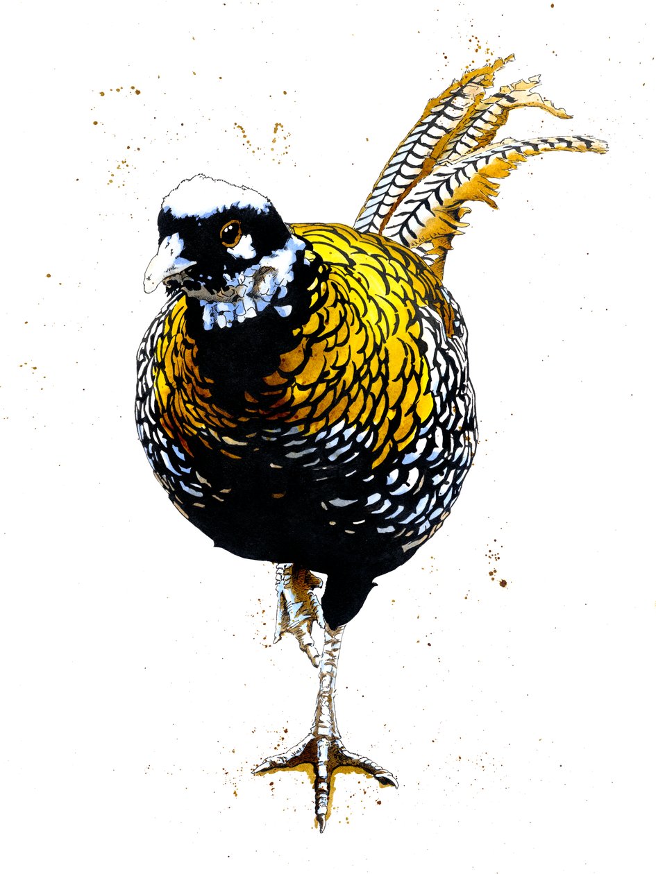Beyaz Üzerine Reeves Sülün, 2019 by Mike Davis