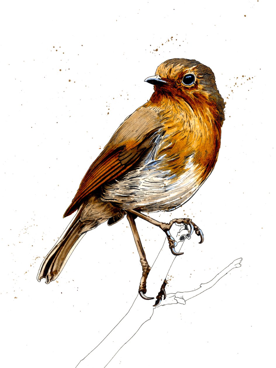 Beyaz Üzerine Robin, 2019 by Mike Davis