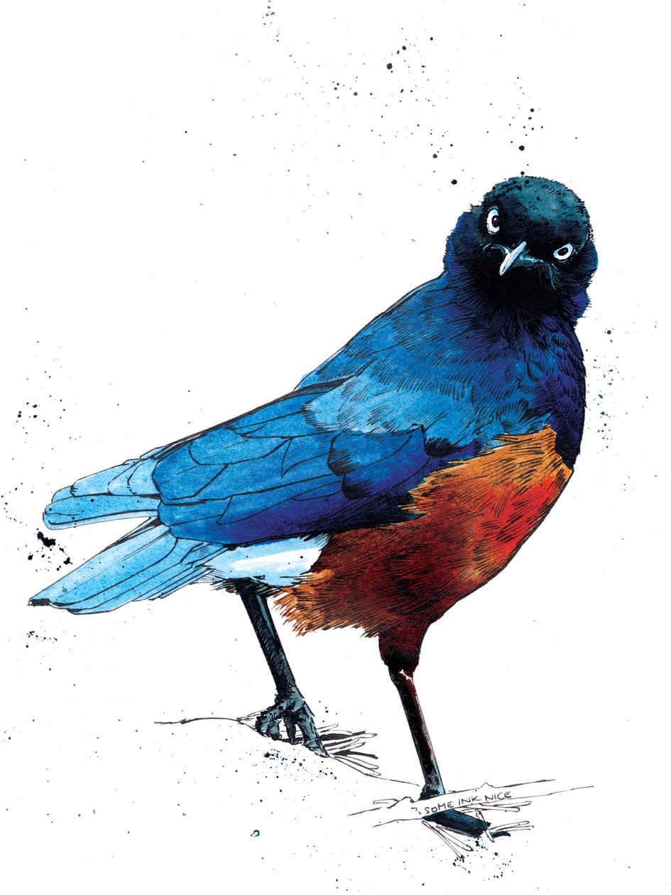Beyaz Üzerine Süper Starling, 2020 by Mike Davis