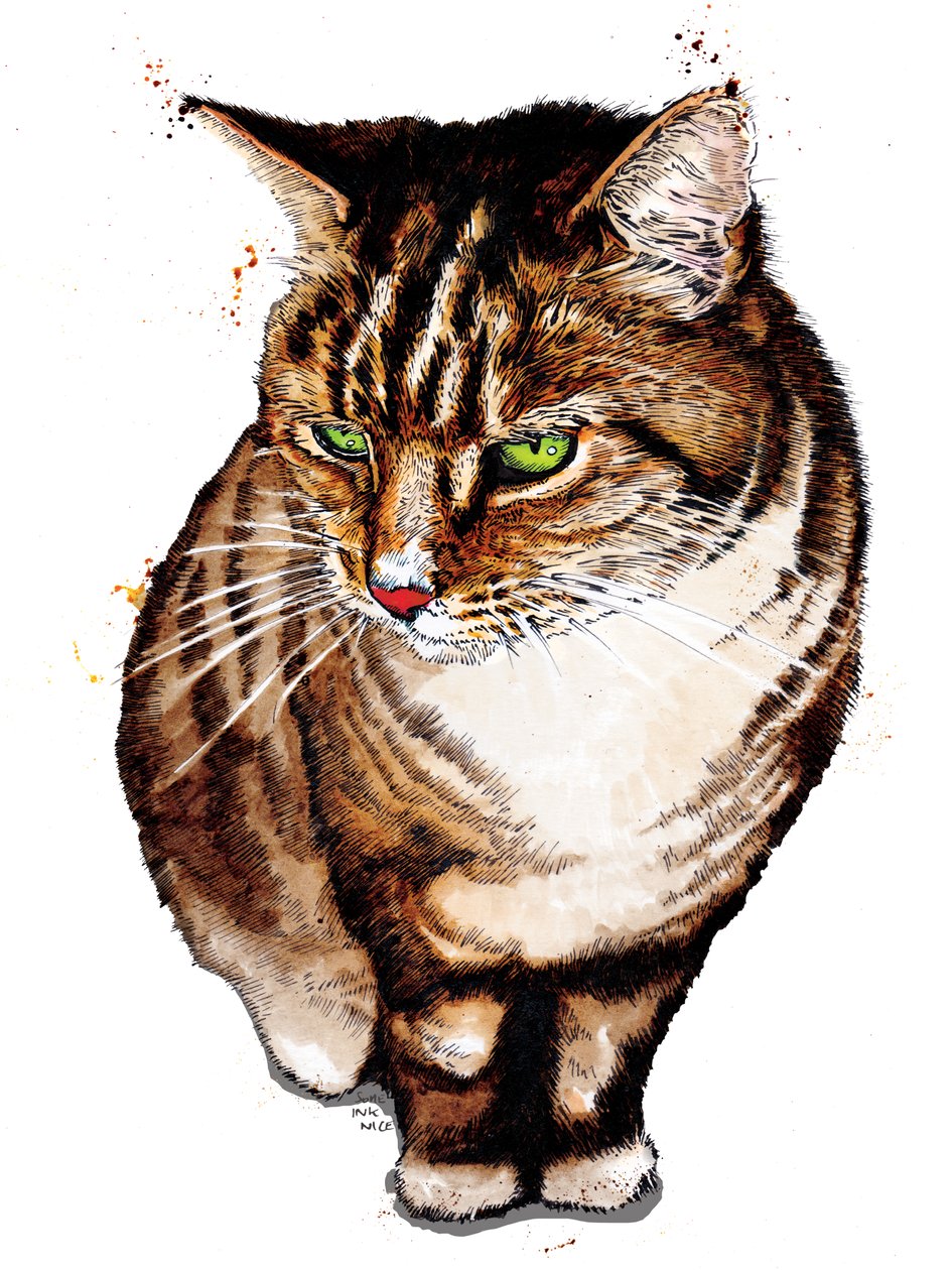 Beyaz Tekir Kedi, 2020 by Mike Davis