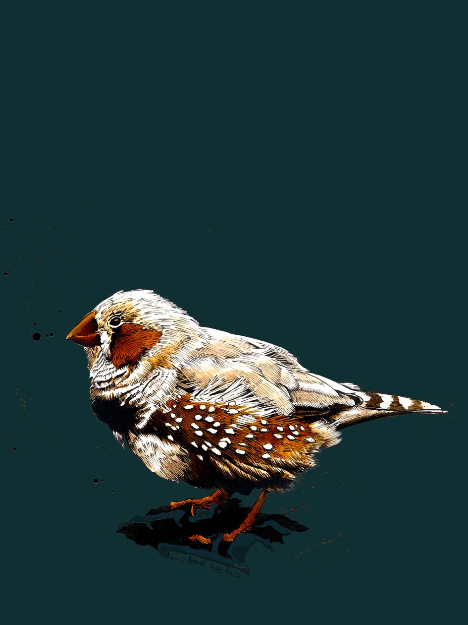 Derin Camgöbeği Üzerinde Zebrafinch, 2020 by Mike Davis