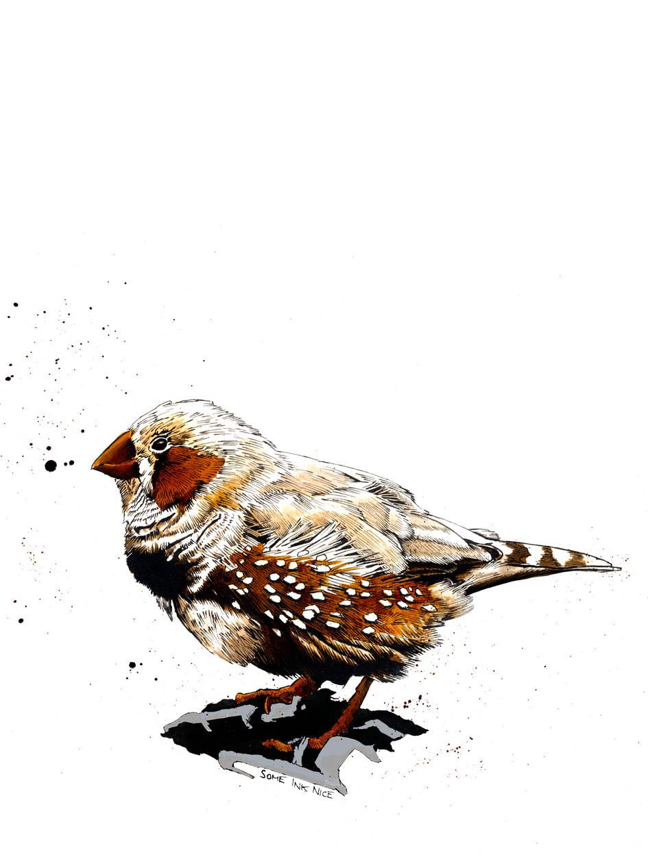 Beyaz Üzerine Zebrafinch, 2019 by Mike Davis