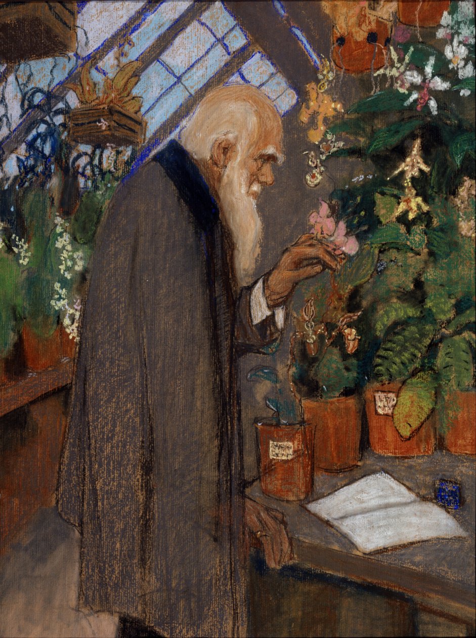 ""Langdon-Aşağı seradaki bitkileri inceleyen bilim adamı Charles Robert Darwin