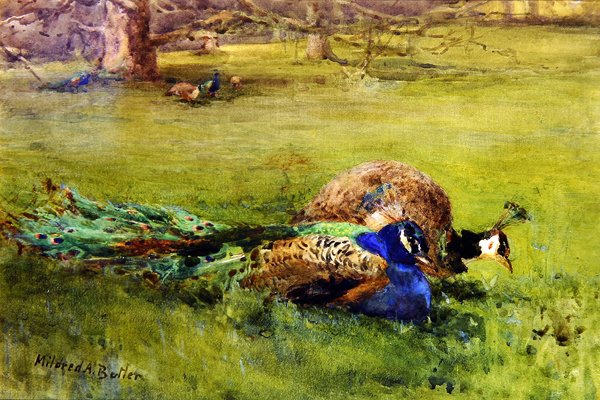 Tavus kuşları (kağıt üzerine sulu boya) by Mildred Anne Butler