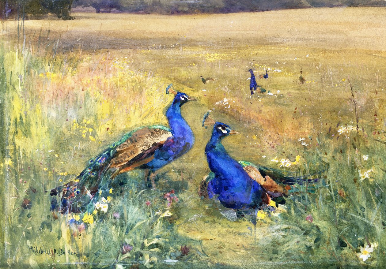 Tarladaki Tavus Kuşları by Mildred Anne Butler
