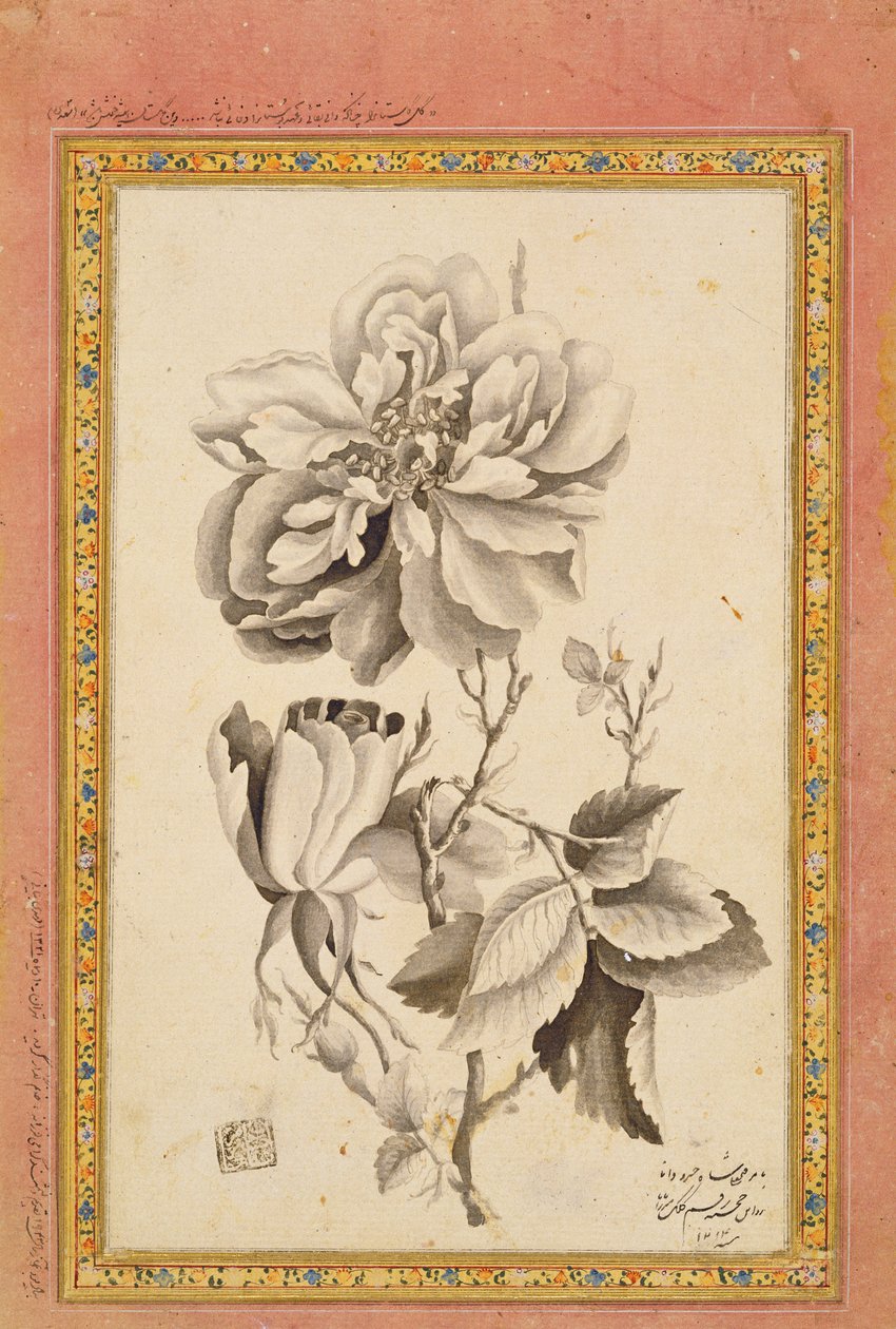 Rose, 1799-1800 (kağıt üzerinde mürekkep yıkama) by Mirza Baba