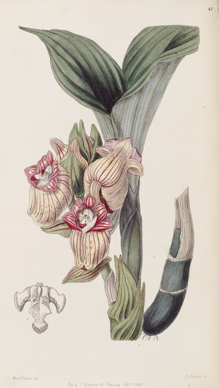 Acanthephippium javanicum (Acanthophippium javanicum yazıldığından) by Miss Drake