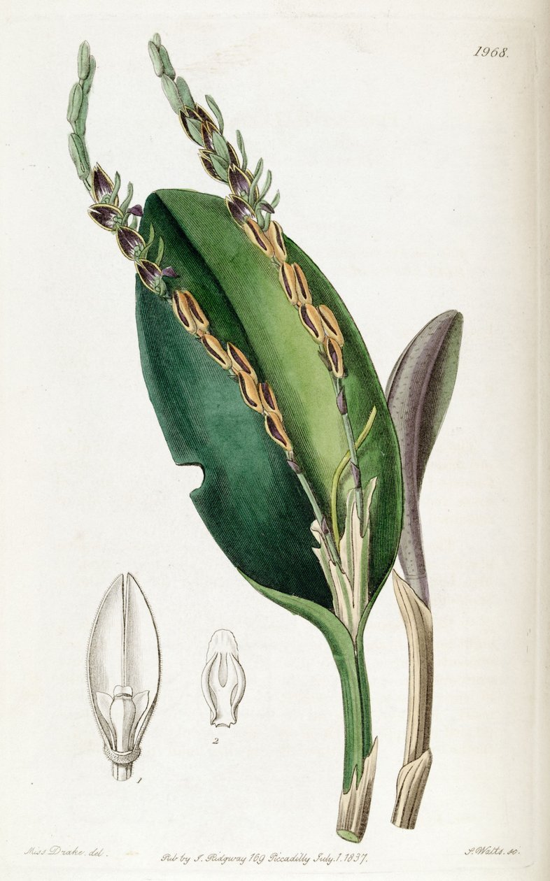 Acianthera saurocephala (as syn. Pleurothallis saurocephala) by Miss Drake