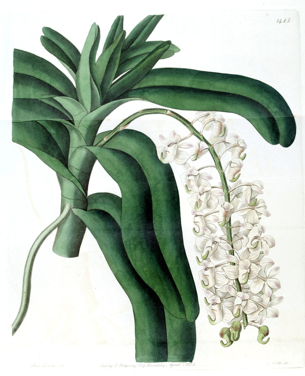 Aerides odoratum (sensin. Aerides cornutum olarak) by Miss Drake