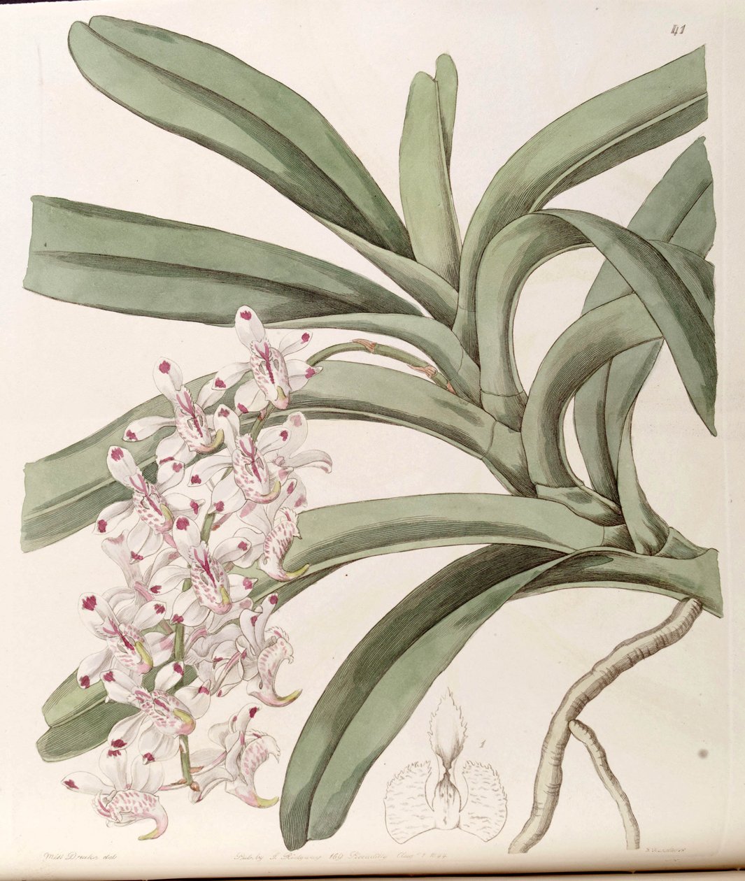 Aerides odoratum (sensin. by Miss Drake