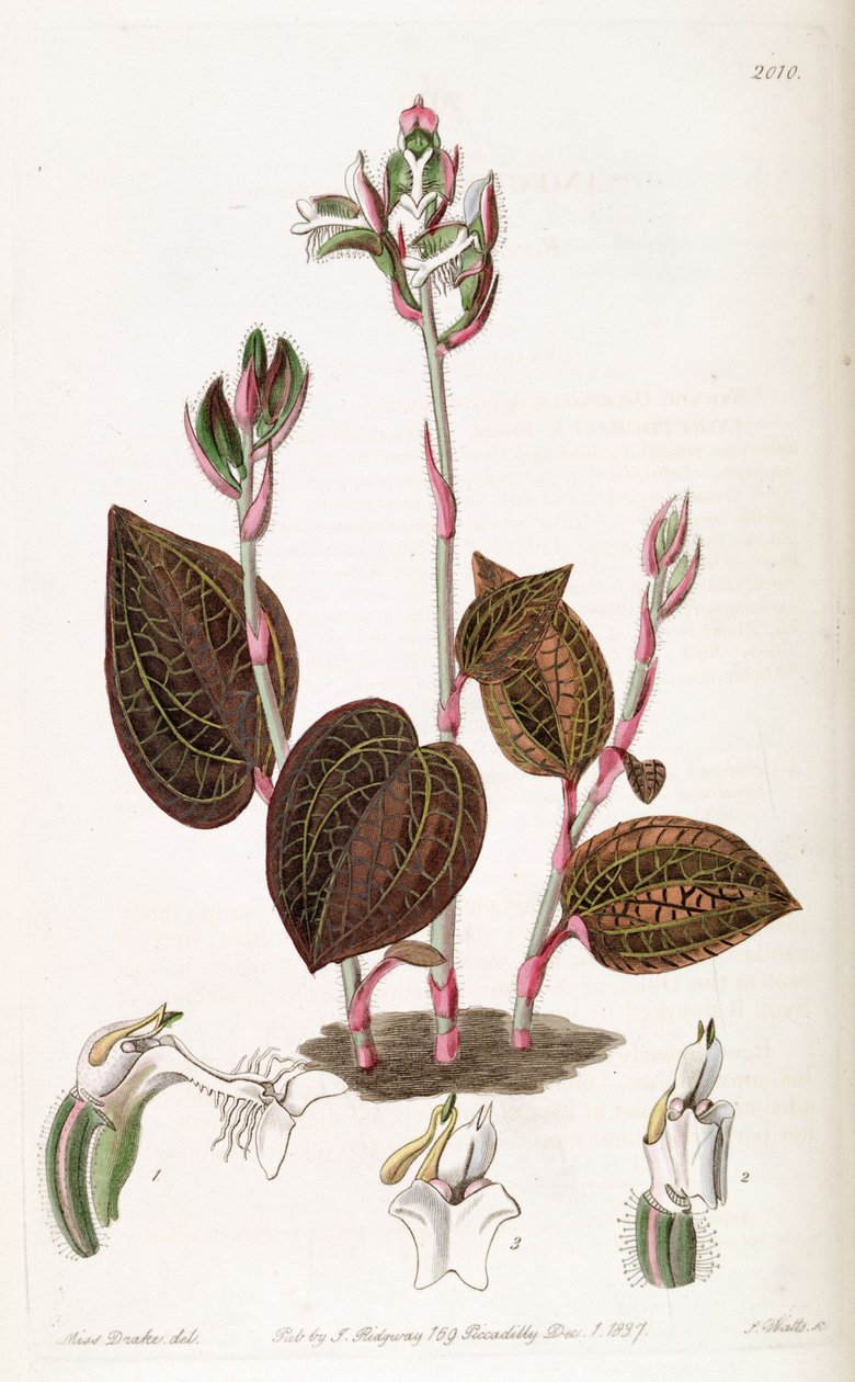 anoectochilus setaceus by Miss Drake
