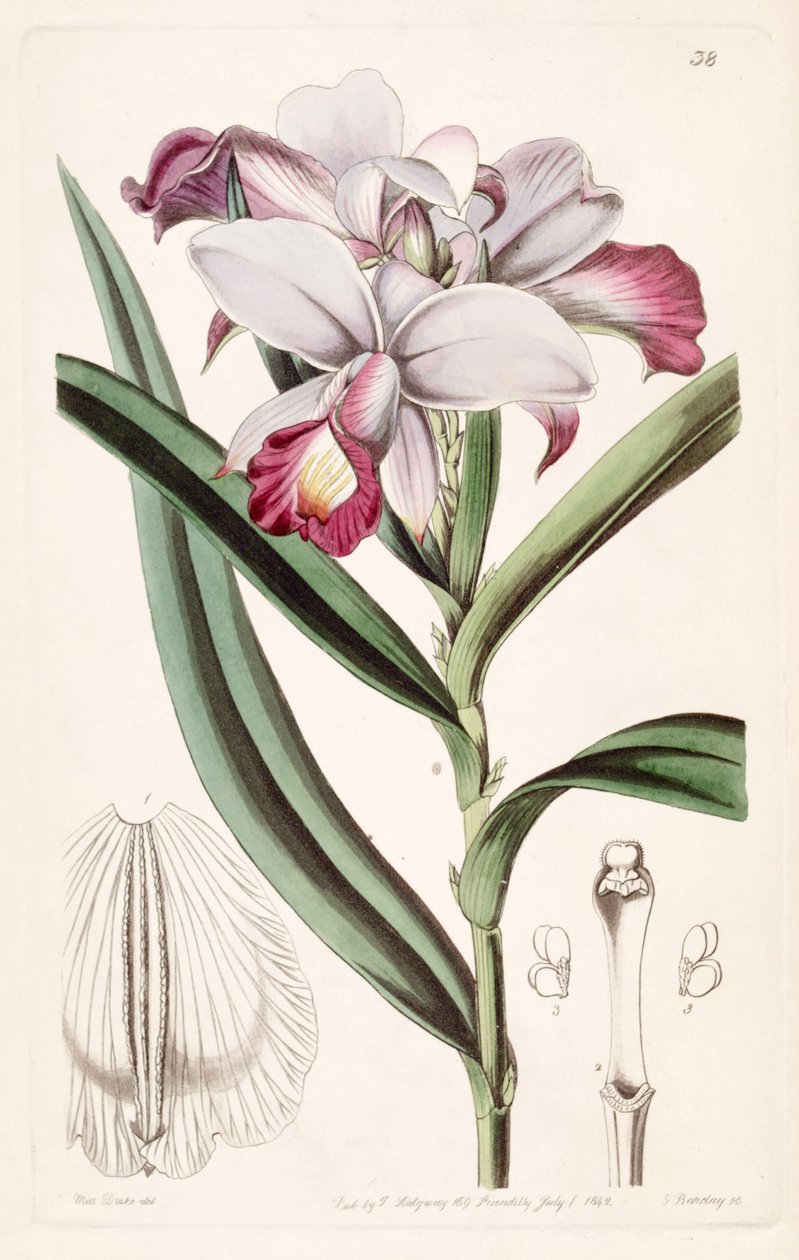 Arundina graminifolia (sensin. Arundina yoğun olarak) by Miss Drake
