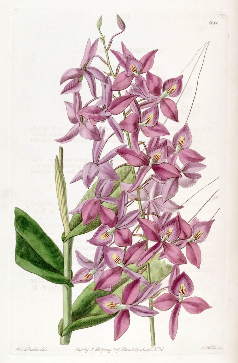 Barkeria skinneri (sensin. Epidendrum skinneri olarak) by Miss Drake