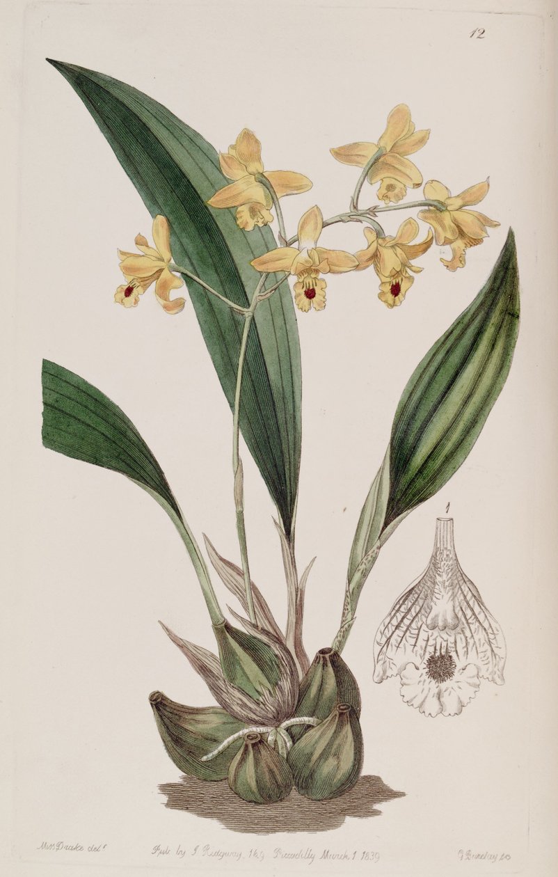 Bifrenaria vitellina (as syn. Maxillaria vitellina) by Miss Drake