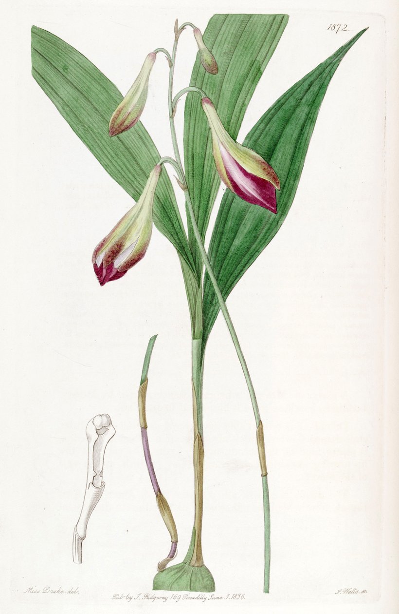 Bletia purpurata (sin. Crybe rosea olarak) by Miss Drake