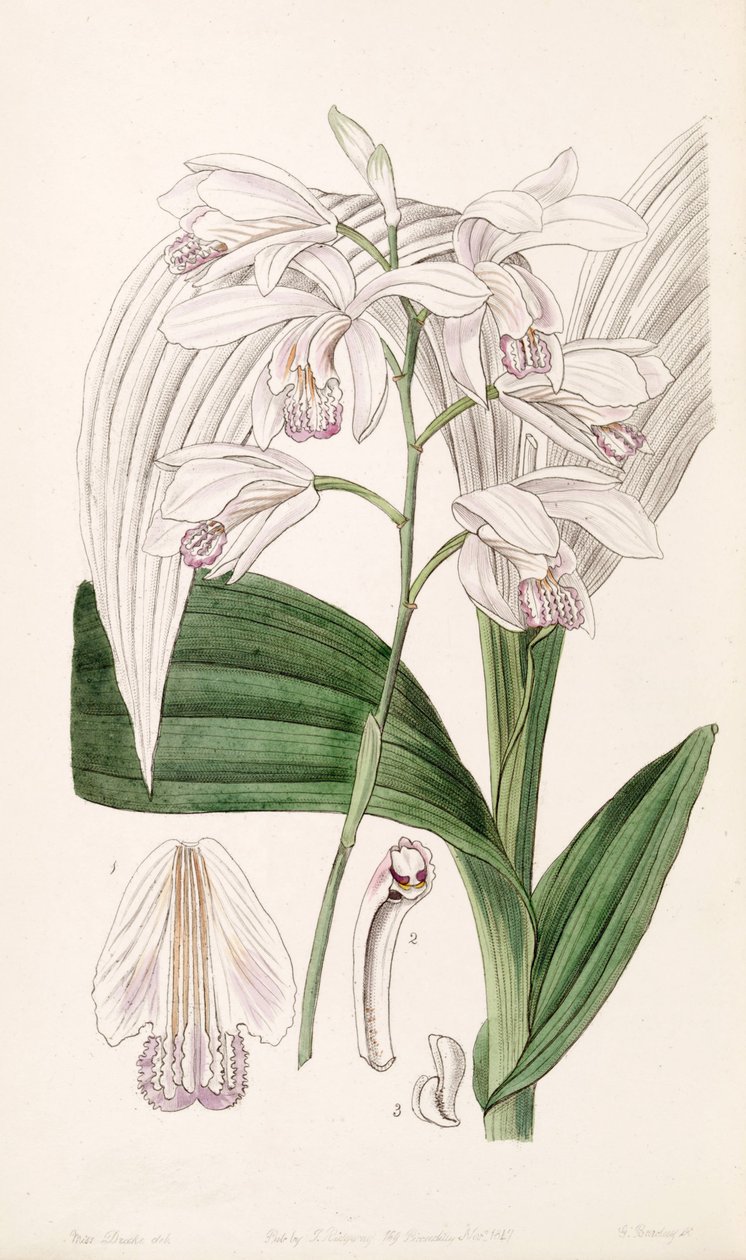 Bletilla striata (sens. Bletia gebina olarak) by Miss Drake