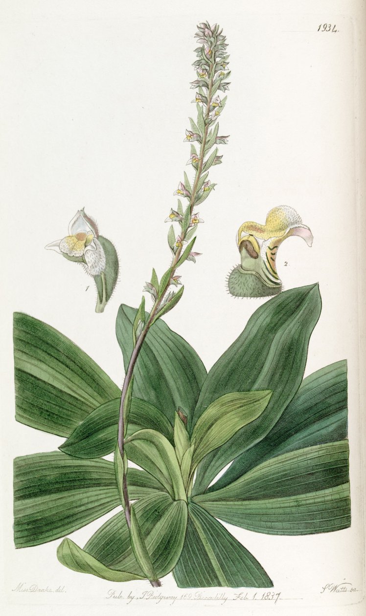 Brachystele bracteosa (sensin. Spiranthes bracteosa olarak) by Miss Drake