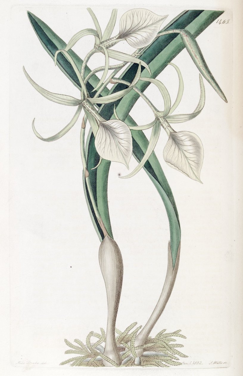 Brassavola nodosa by Miss Drake