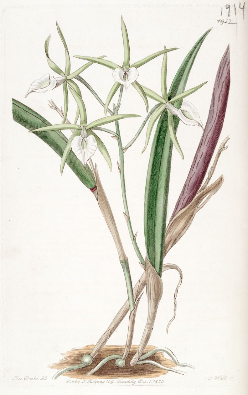 Brassavola subulifolia (sen. Bassavola cordata olarak) by Miss Drake