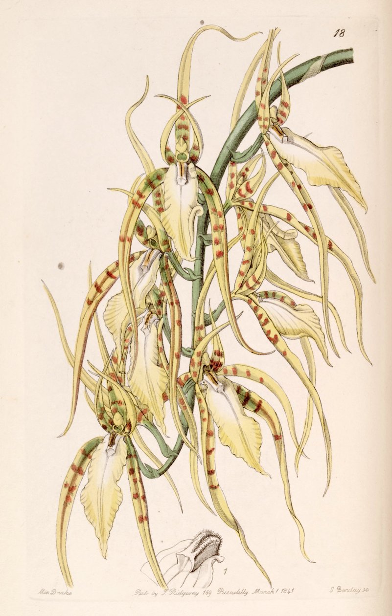 Brassia kokleata (sensin. Brassia lawrenceana olarak) by Miss Drake