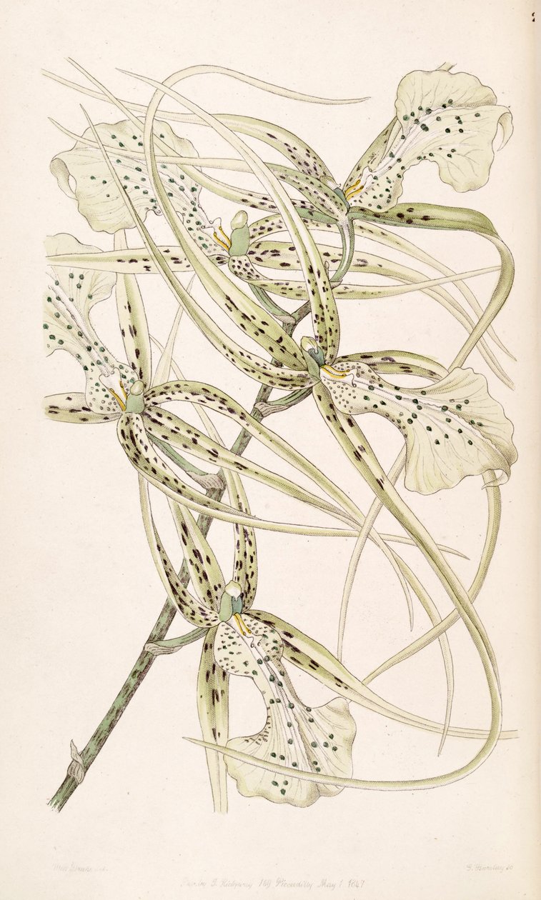 Brassia verrucosa (sensin. Brassia brachiata olarak) by Miss Drake