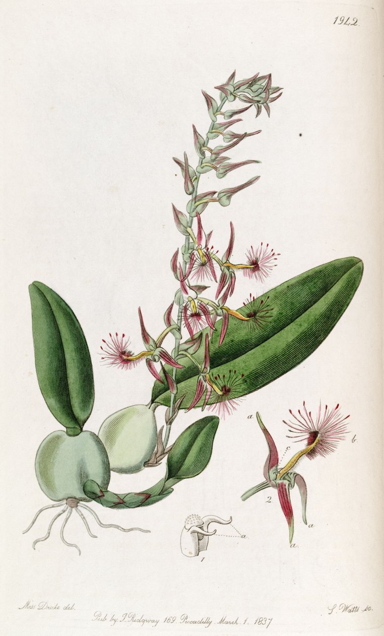 Bulbophyllum barbigerum (Bolbophyllum barbigerum olarak yazılır) by Miss Drake