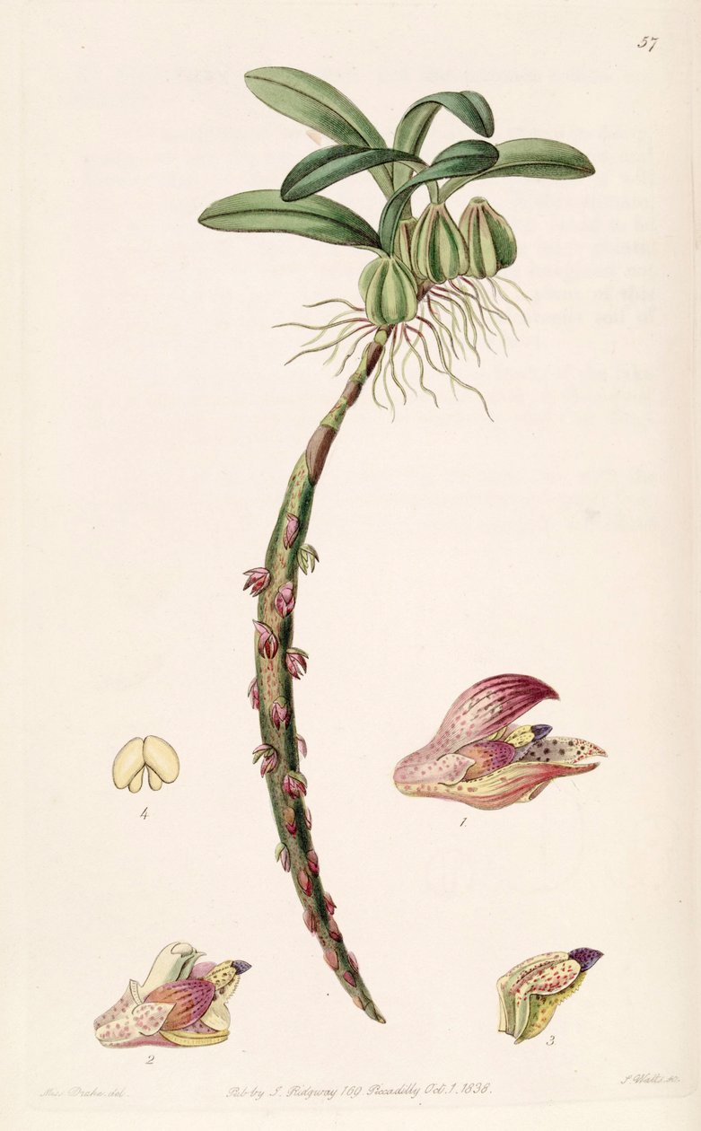 Bulbophyllum bracteolatum (Bolbophyllum bracteolatum yazıldığından) by Miss Drake