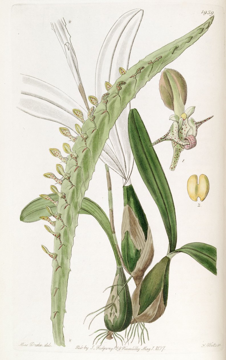 Bulbophyllum calyptratum var. calyptratum (sensin. Megaclinium maksimum olarak) by Miss Drake