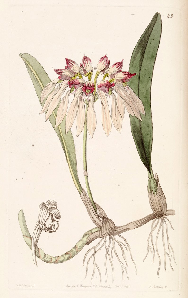 Bulbophyllum chinense (sin. Cirrhopetalum chinense olarak) by Miss Drake
