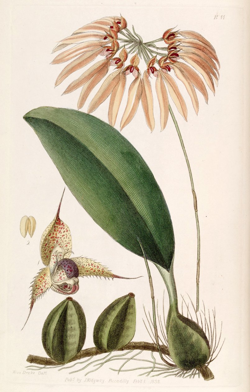 Bulbophyllum eberhardtii or Bulbophyllum longiflorum (as syn. Cirrhopetalum thouarsii) by Miss Drake