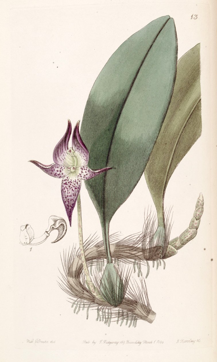 Bulbophyllum macranthum (spelled Bolbophyllum macranthum) by Miss Drake