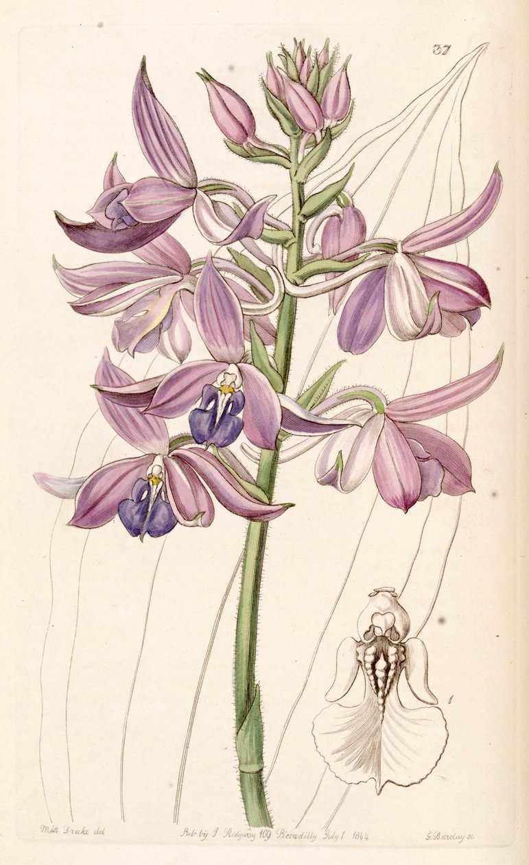 Calanthe sylvatica (sensin. Calanthe masuca olarak) by Miss Drake